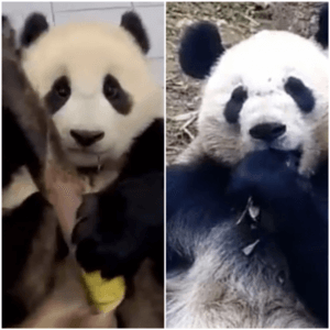 The number of pandas on the planet