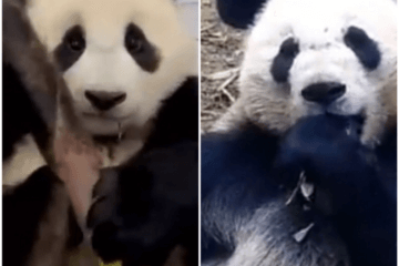 The number of pandas on the planet