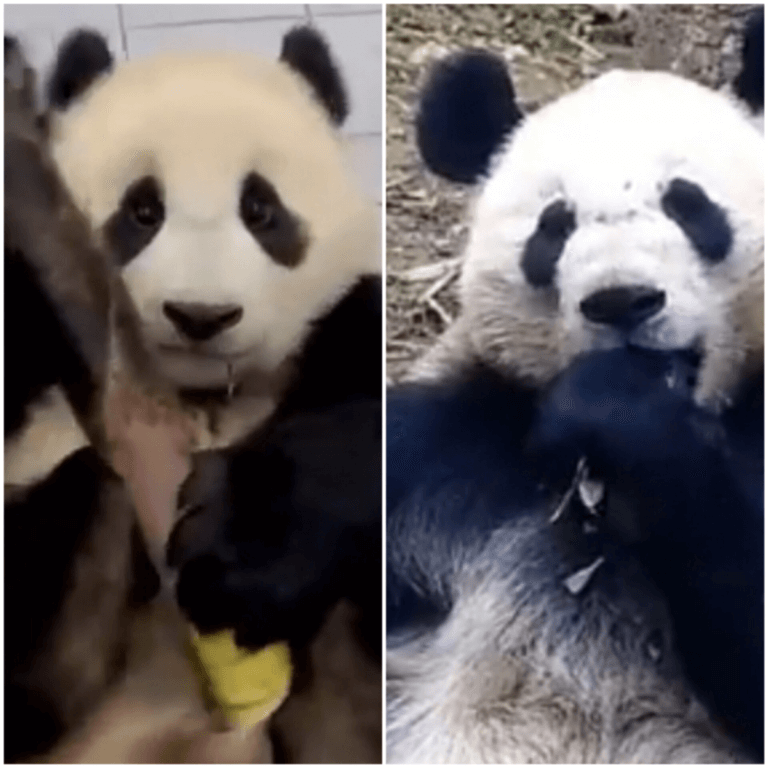 The number of pandas on the planet